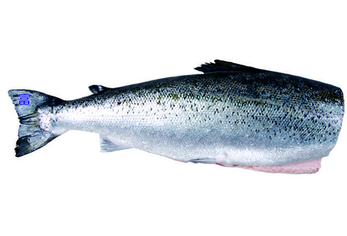 冷凍鮭魚(去頭)